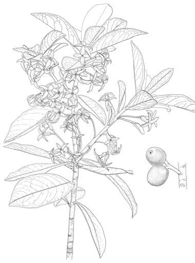 Daphne pontica